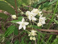 Funastrum pannosum