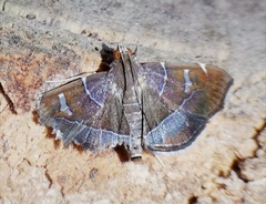Lamprosema cayugalis