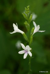 Priva flabelliformis