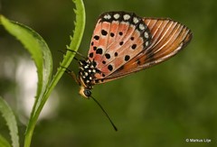 Acraea natalica