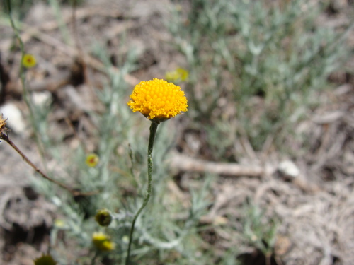 Image of Thymophylla setifolia by (c) Alexis López Hernández, some rights reserved (CC BY)