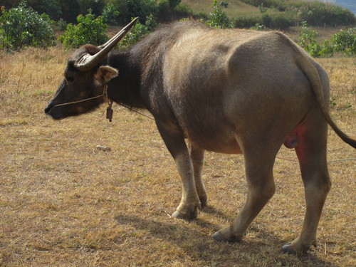 Domestic Water Buffalo