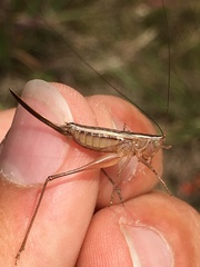 Conocephalus saltans