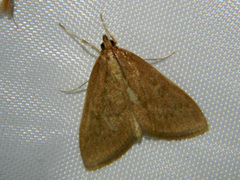 Framinghamia helvalis