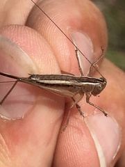 Conocephalus saltans