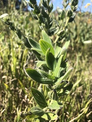 Lithospermum occidentale
