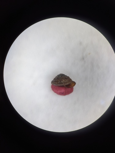 Strobilops aenea, 2020-08-07
