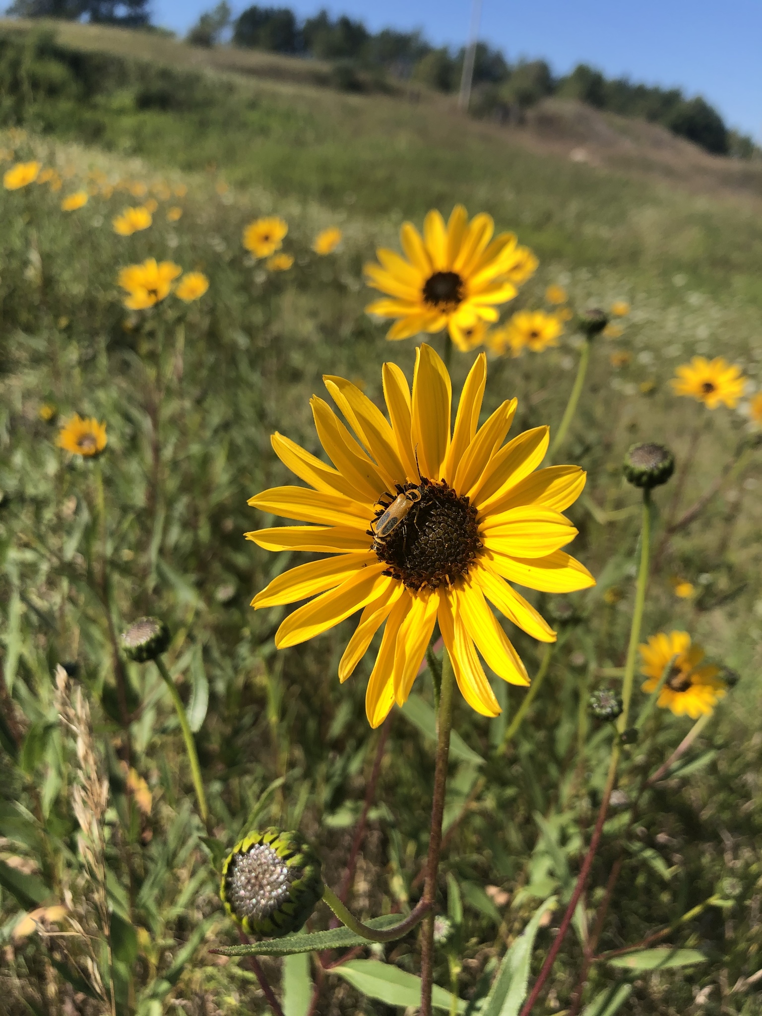 Helianthus pauciflorus