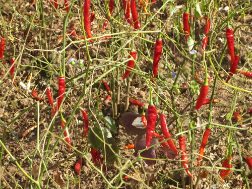 chili pepper