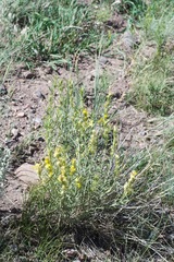 Chrysothamnus depressus