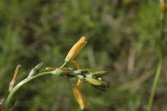 Echeandia flavescens
