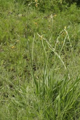 Echeandia flavescens