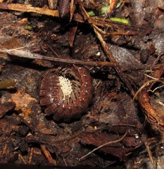 Pseudopolydesmus erasus