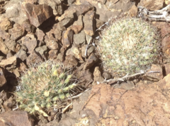 Mammillaria brandegeei