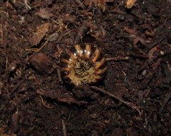 Boraria deturkiana