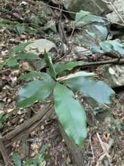 Englerophytum natalense
