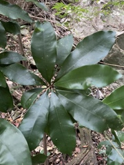Englerophytum natalense