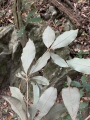 Englerophytum natalense