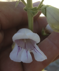 Penstemon eximius