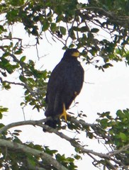 Buteogallus