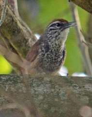 Pheugopedius maculipectus