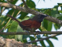 Synallaxis erythrothorax