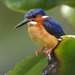 Malagasy Kingfisher - Photo (c) Frank Vassen, some rights reserved (CC BY)