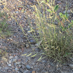 Bouteloua barbata rothrockii