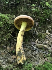 Lanmaoa carminipes