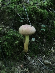Lanmaoa carminipes
