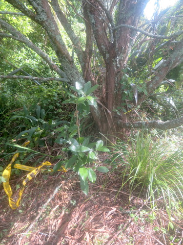 Melicytus ramiflorus