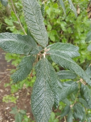 Viburnum rhytidophyllum