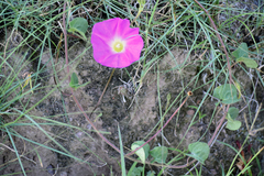 Ipomoea hartwegii