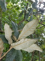 Viburnum rhytidophyllum