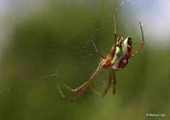 Leucauge festiva