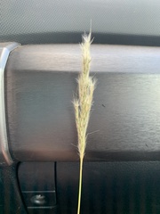 Bothriochloa torreyana