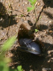 Charaxes phaeus