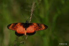 Acraea natalica