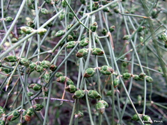 Ephedra triandra