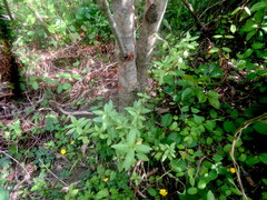 Haloragis erecta erecta