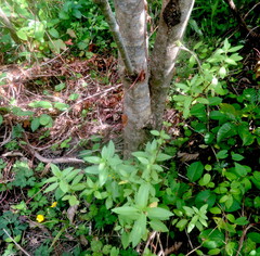 Haloragis erecta erecta