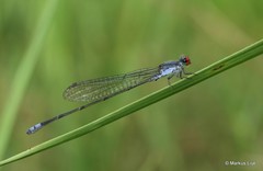 Pseudagrion sublacteum
