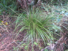 Carex lambertiana
