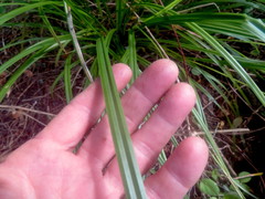 Carex lambertiana