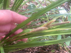 Carex lambertiana
