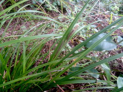 Carex lambertiana