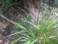 Carex lambertiana