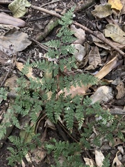 Cheilanthes bergiana
