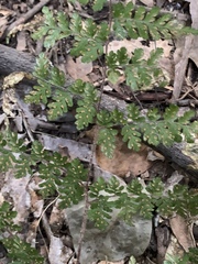 Cheilanthes bergiana