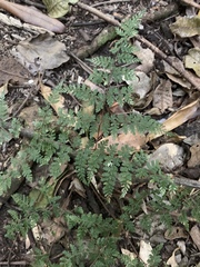 Cheilanthes bergiana